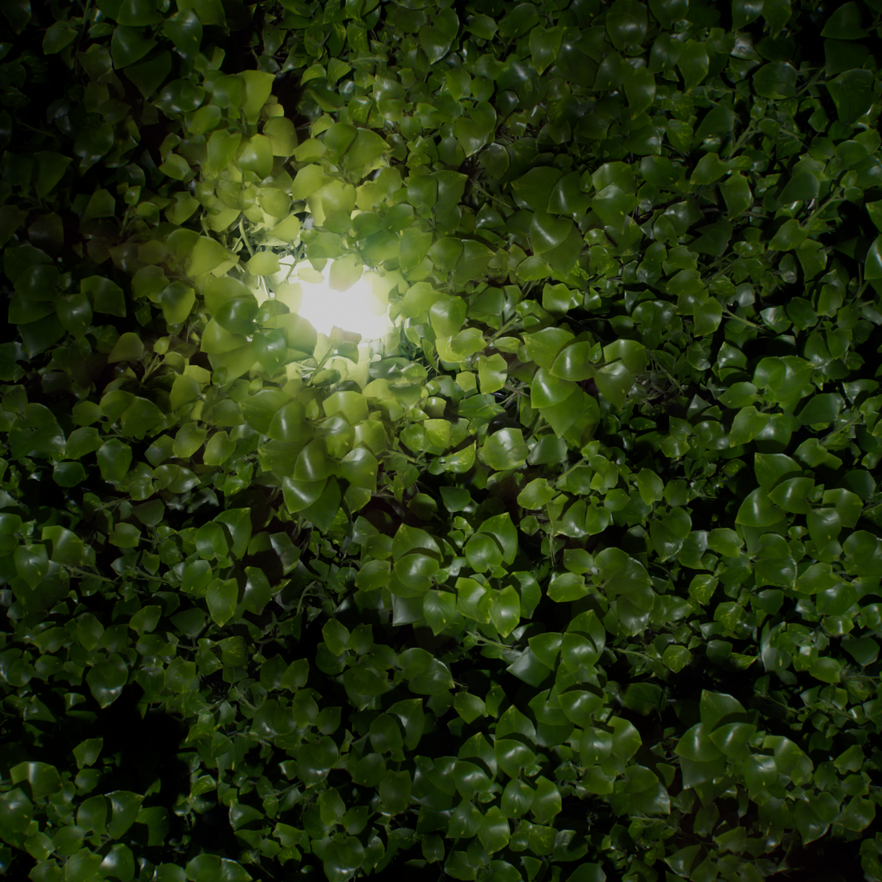 Selvatico — Music Video for Personal, 2026 (02)